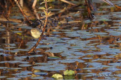 YellowrumpedWarbler6337b.jpg