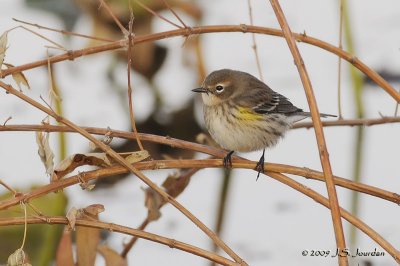 YellowrumpedWarbler6347b.jpg