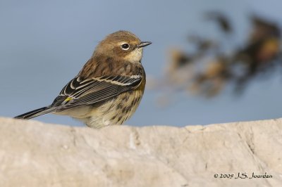 YellowrumpedWarbler6805b.jpg