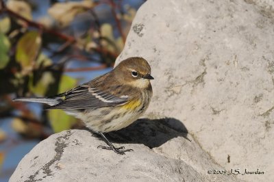 YellowrumpedWarbler6821b.jpg