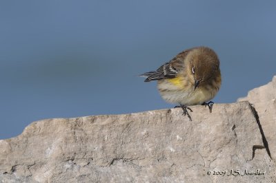 YellowrumpedWarbler6844b.jpg