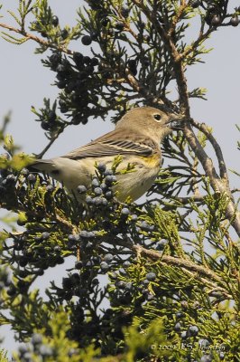 YellowrumpedWarbler6962b.jpg