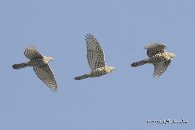 Northern Goshawk