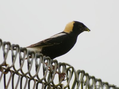 Bobolink9450b.jpg