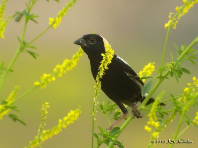 Bobolink9532b.jpg