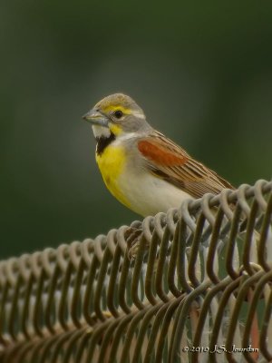 Dickcissel