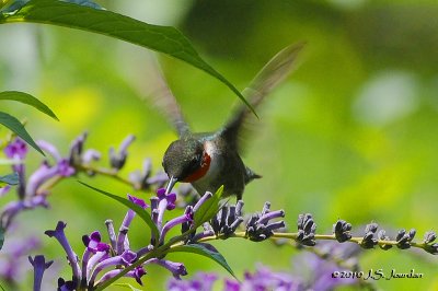 RubythroatedHummingbird8332b.jpg