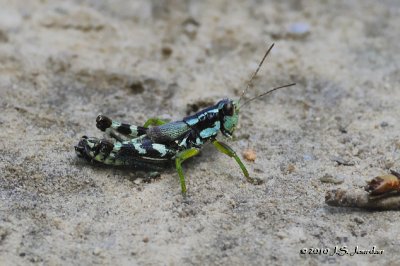 Grasshopper8883b.jpg