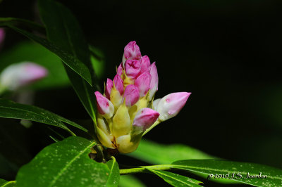 Rhododendron8590b.jpg
