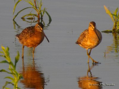 LB_SBDowitcher9611b.jpg