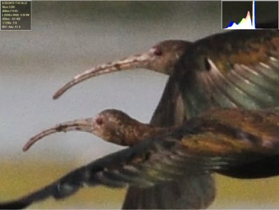 Plegadis_ibis9427b.jpg