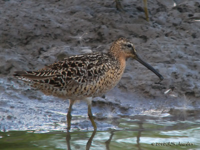 ShortbilledDowitcher0025_01b.jpg