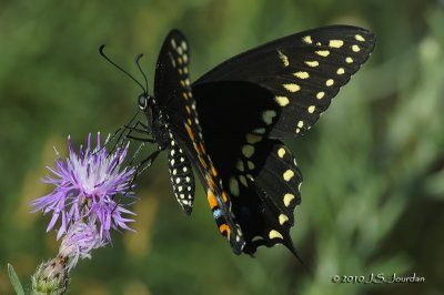 BlackSwallowtail0294b.jpg