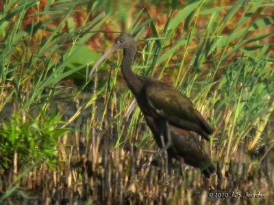 GlossyIbis0176b.jpg