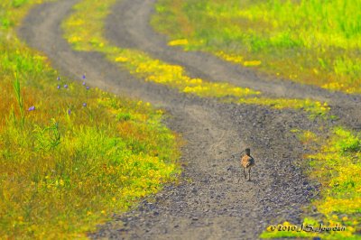Whimbrel0198dbb.jpg