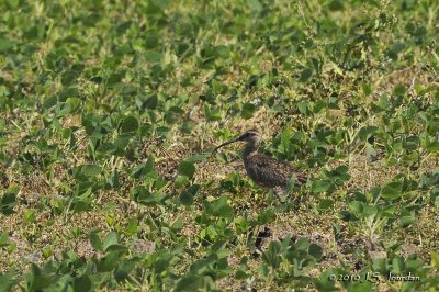Whimbrel0224b.jpg