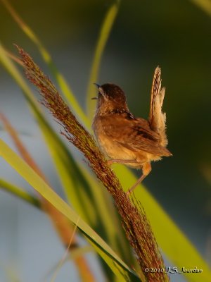 MarshWren0335b.jpg