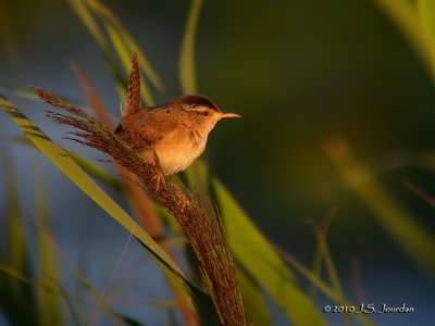 MarshWren0352b.jpg