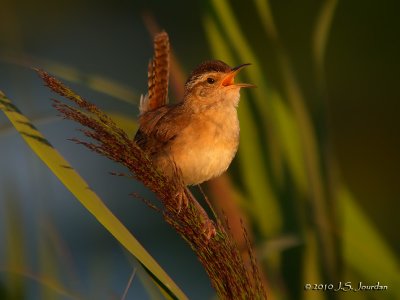 MarshWren0355b.jpg