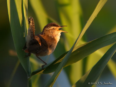 MarshWren0363b.jpg