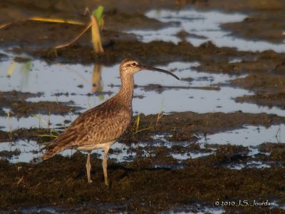 Whimbrel0387b.jpg