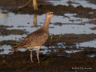 Whimbrel0389b.jpg