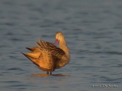 MarbledGodwit0763b.jpg