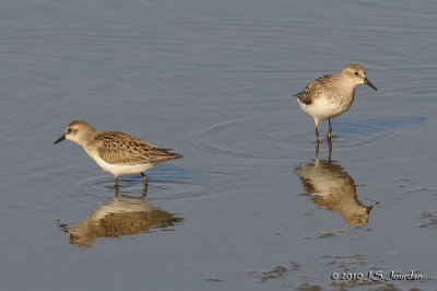SemipalmatedSandpiper1227b.jpg