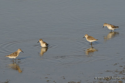 SemipalmatedSandpiper1240b.jpg