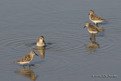 SemipalmatedSandpiper1243b.jpg
