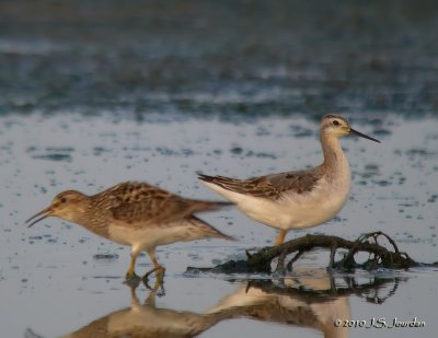 WilsonPhalarope9853b.jpg