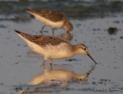 WilsonPhalarope9871b.jpg