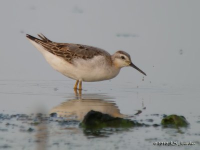 WilsonPhalarope9911b.jpg