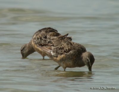 LongbilledDowitcher0003b.jpg