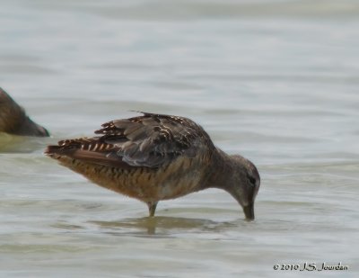 LongbilledDowitcher0004b.jpg