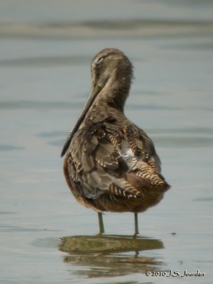 LongbilledDowitcher0026b.jpg