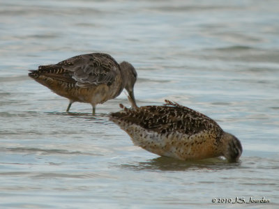 LongbilledDowitcher9963b.jpg