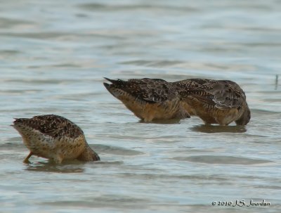 LongbilledDowitcher9965b.jpg