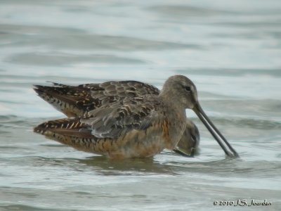 LongbilledDowitcher9976b.jpg