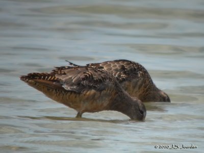 LongbilledDowitcher9979b.jpg