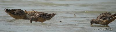 LongbilledDowitcher9993b.jpg