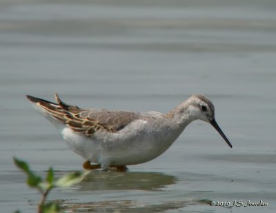 WilsonPhalarope0025b.jpg