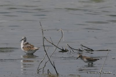 WilsonPhalarope1932b.jpg
