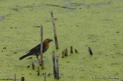 YellowheadedBlackbird1843b.jpg