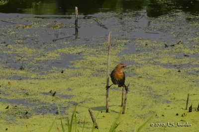 YellowheadedBlackbird1861b.jpg