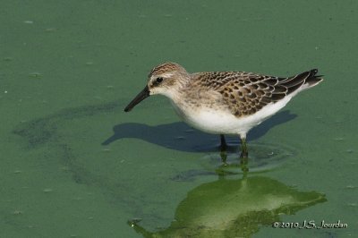 SemipalmatedSandpiper3492b.jpg