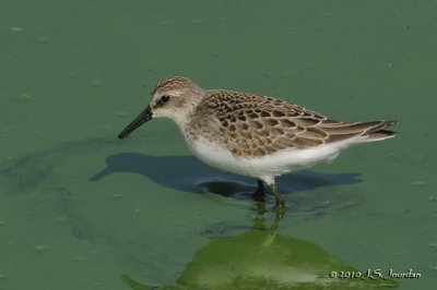 SemipalmatedSandpiper3494b.jpg