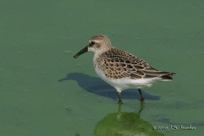 SemipalmatedSandpiper3497b.jpg