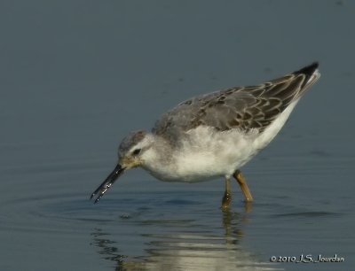 WilsonsPhalarope0581b.jpg