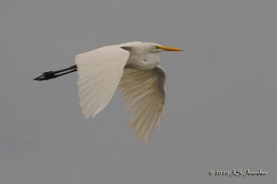 GreatEgret5569b.jpg